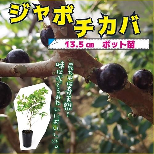Amazon.co.jp: ジャボチカバ 苗 13.5cm ポット 実生 インテリア 観葉
